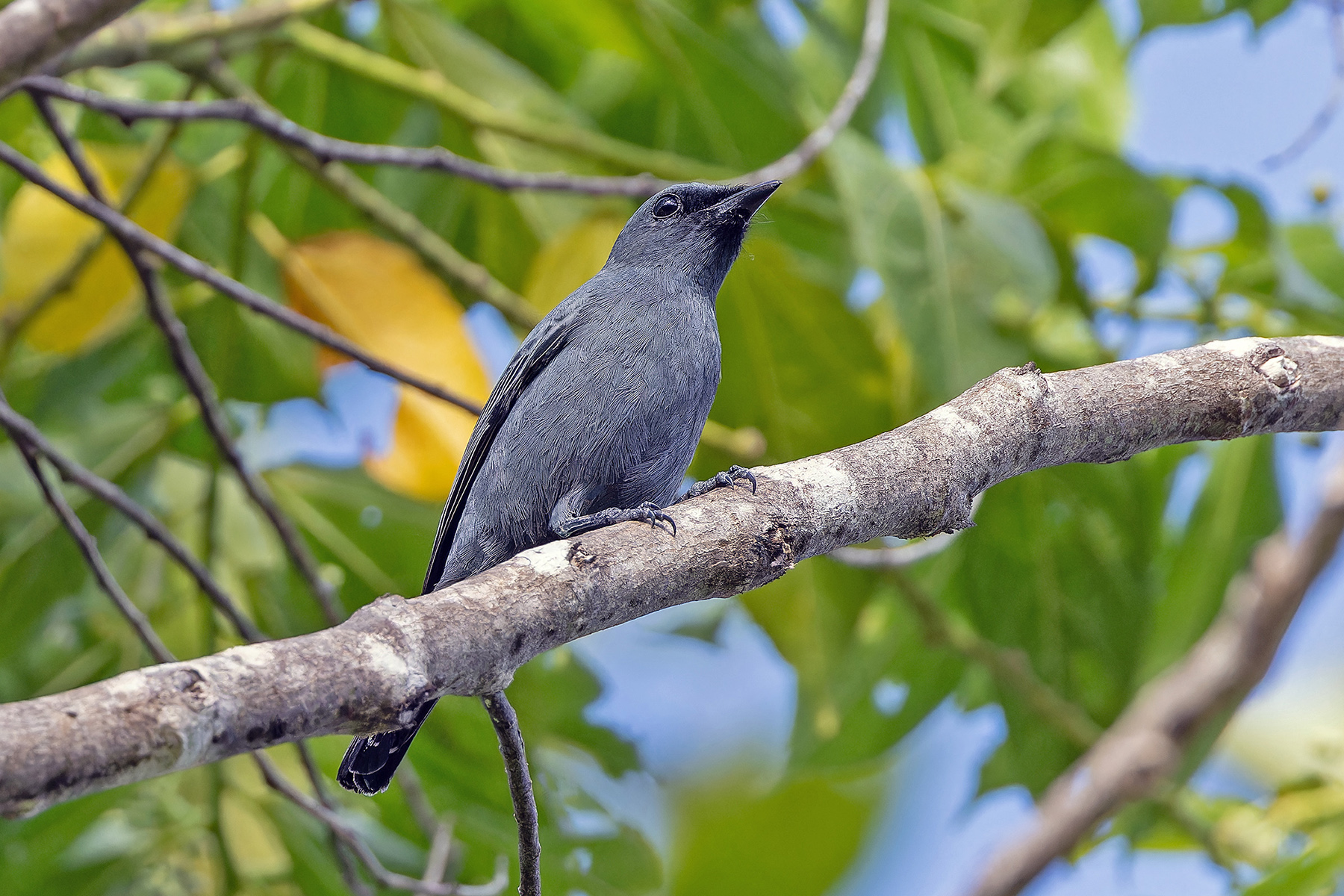 Palau Cicadabird (image by Pete Morris)