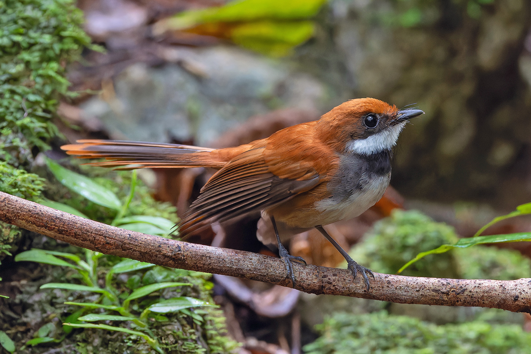 Palau Fantail (image by Pete Morris)