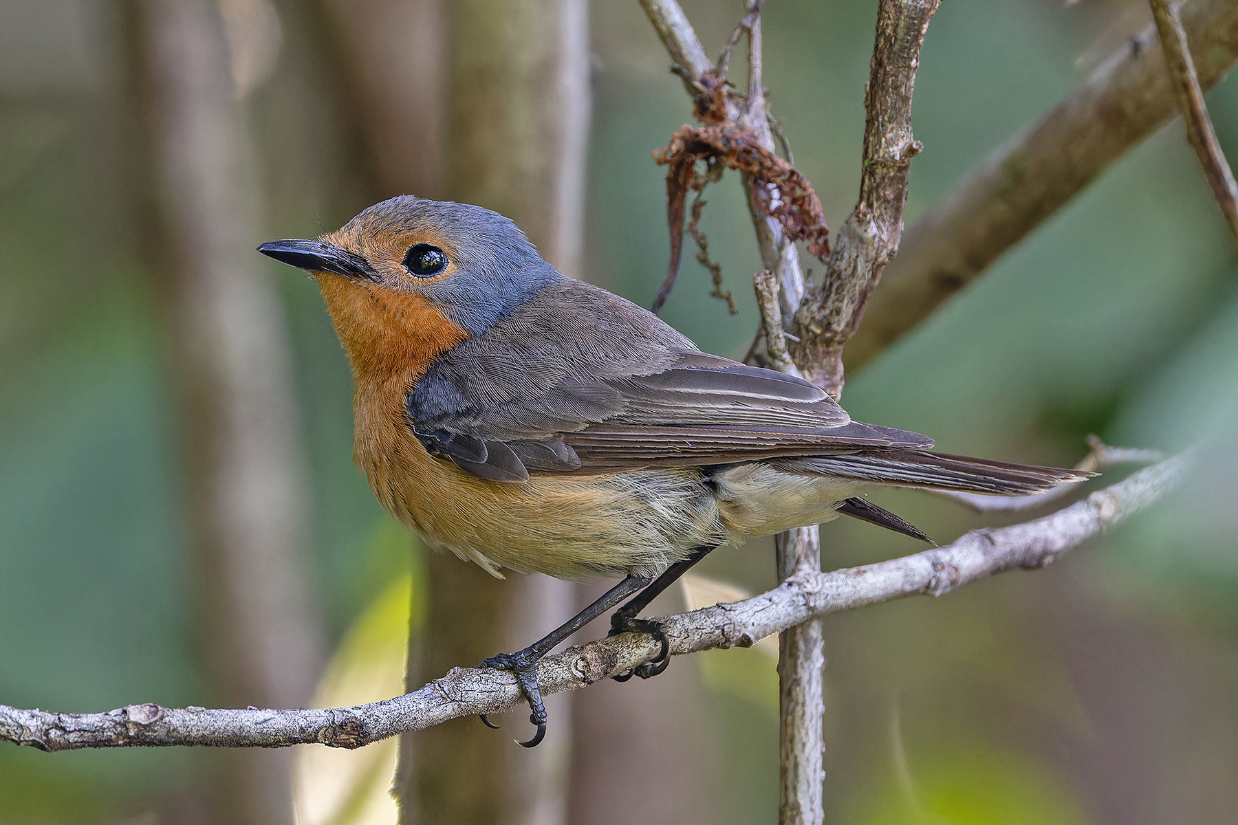 Palau Flycatcher (image by Pete Morris)