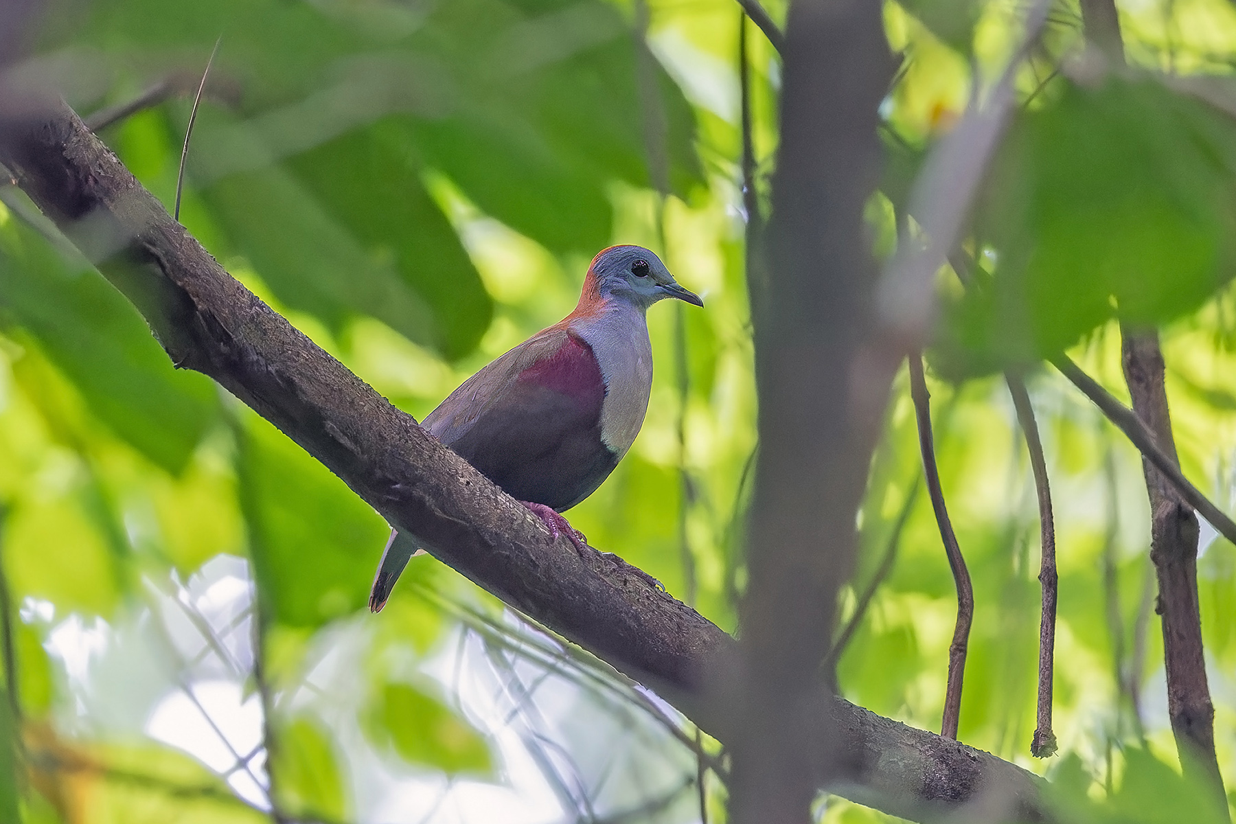 Palau Ground Dove (image by Pete Morris)