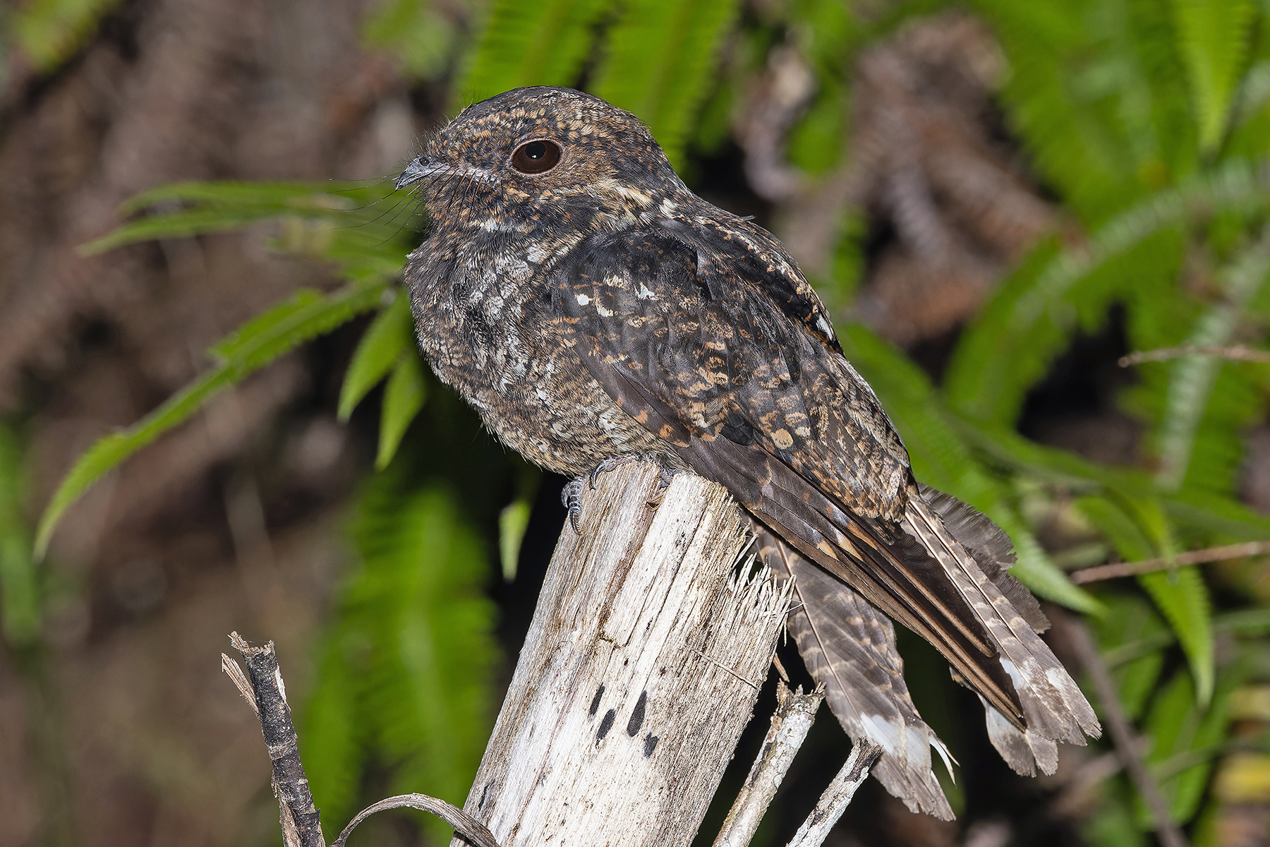 Palau Nightjar (image by Pete Morris)