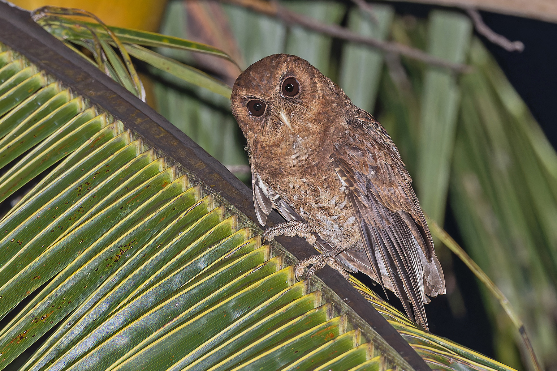 Palau Scops Owl (image by Pete Morris)