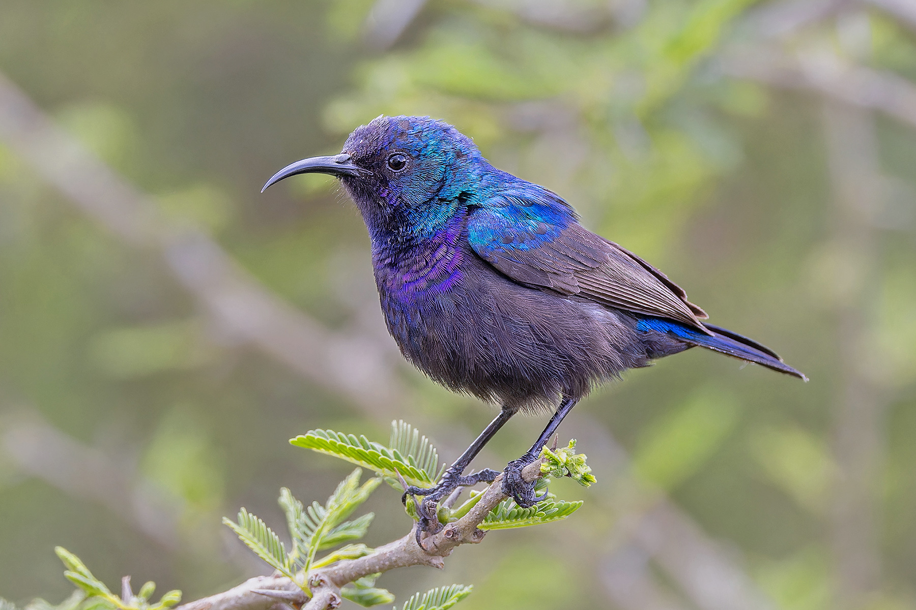 Palestine Sunbird (image by Pete Morris)
