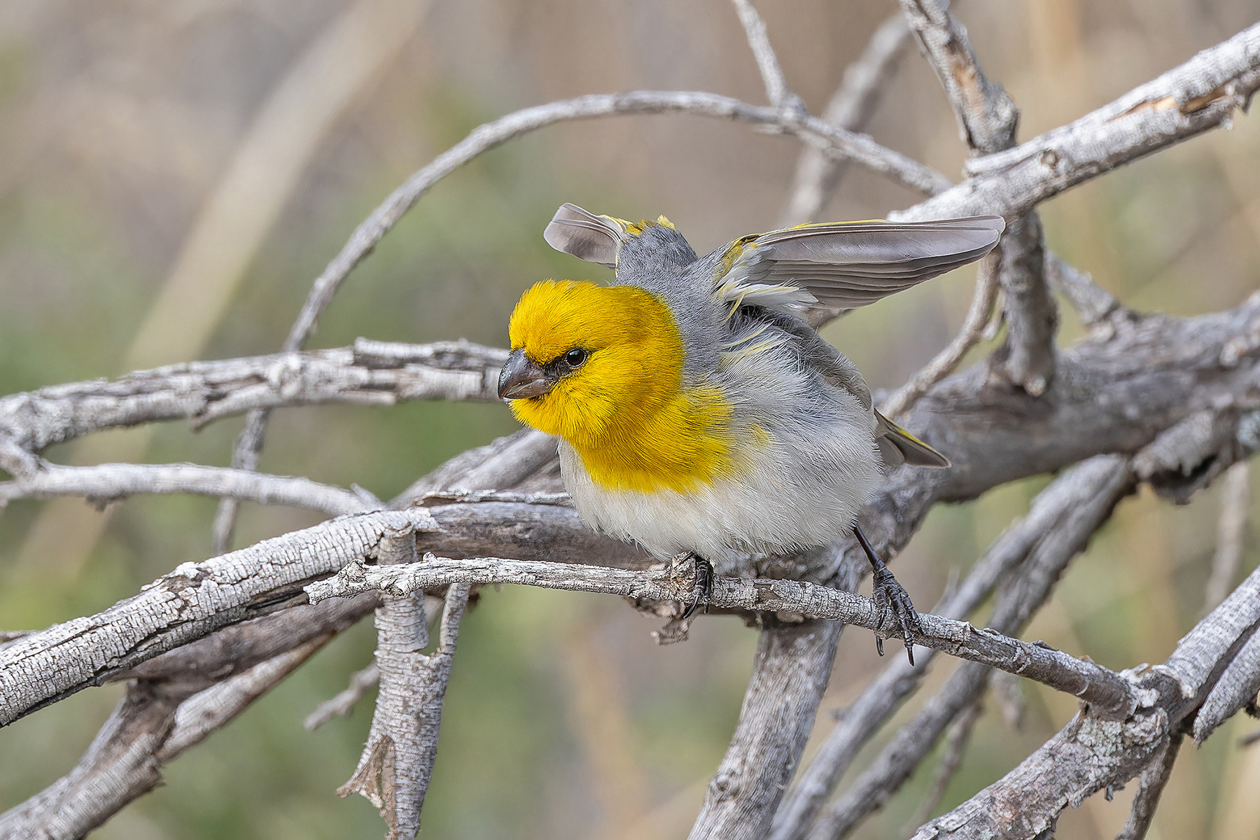 Palila (image by Pete Morris)