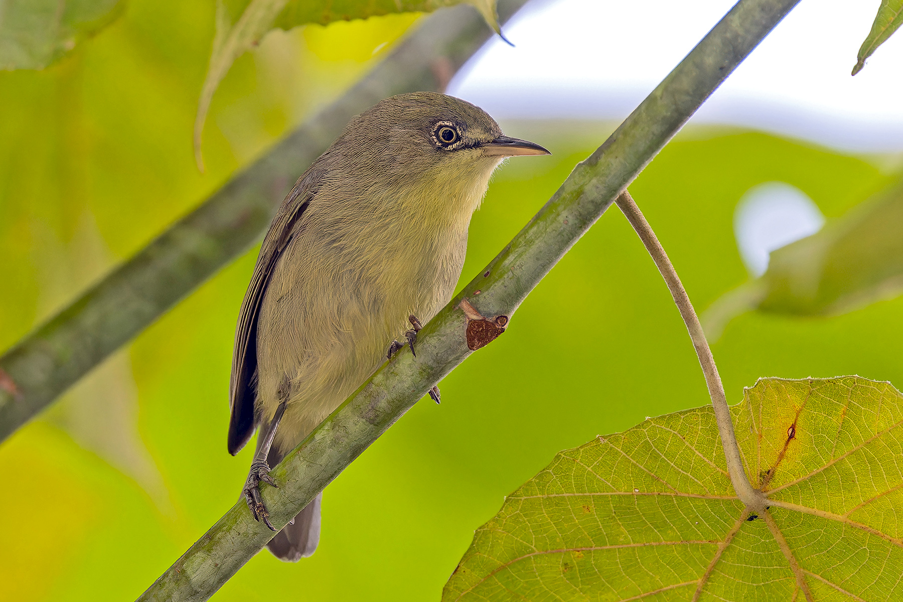 Plain White-eye (image by Pete Morris)