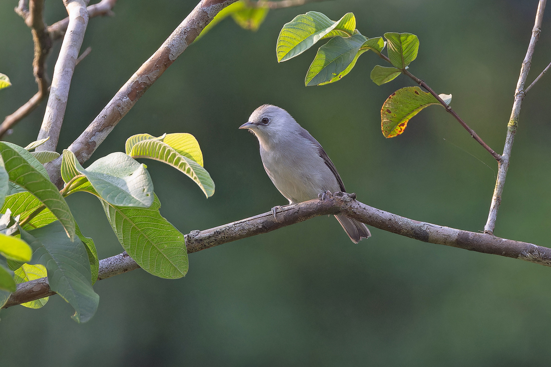 Principe Speirops (image by Pete Morris)