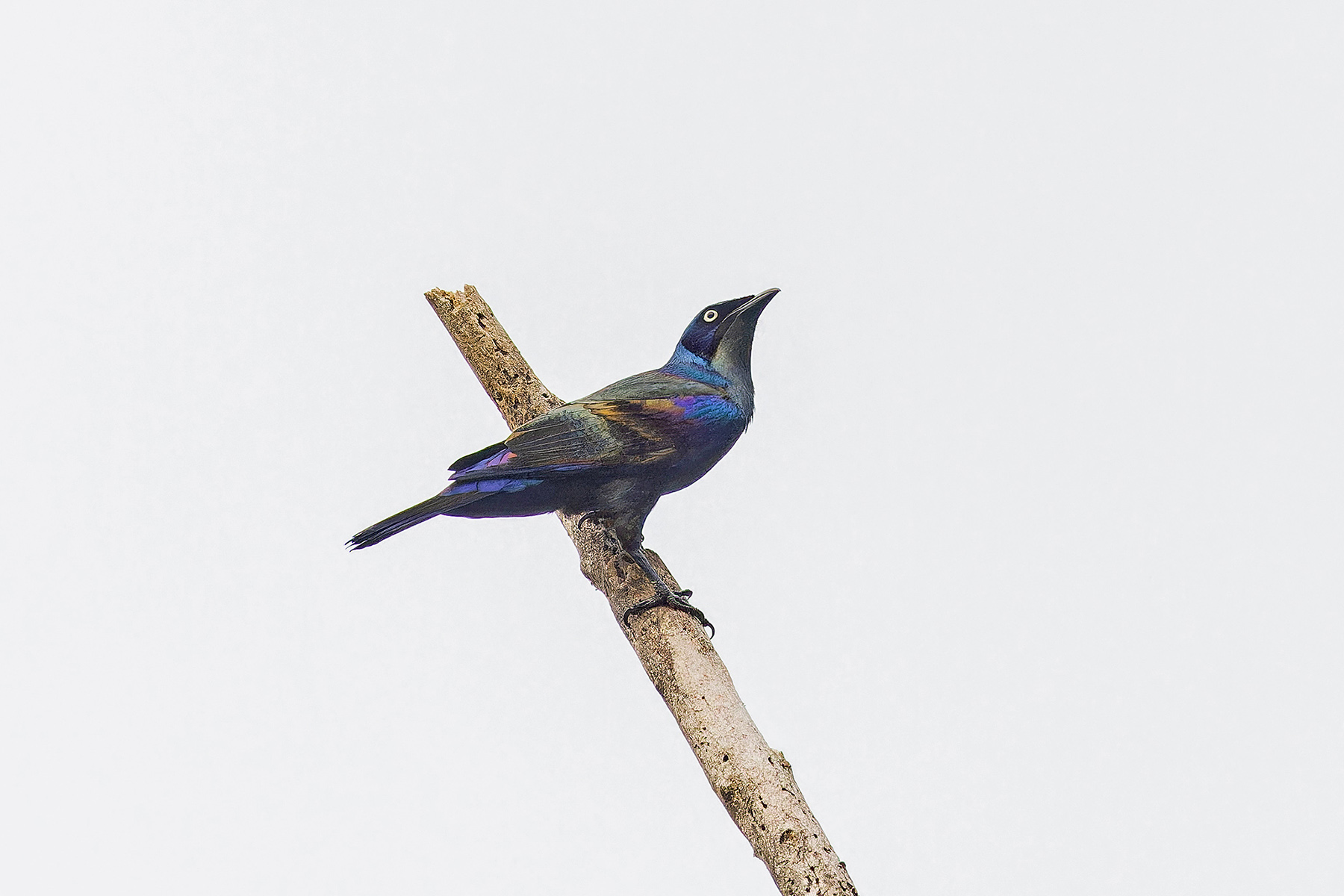 Principe Starling (image by Pete Morris)