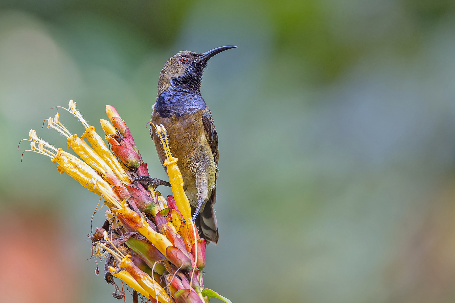 Principe Sunbird (image by Pete Morris)