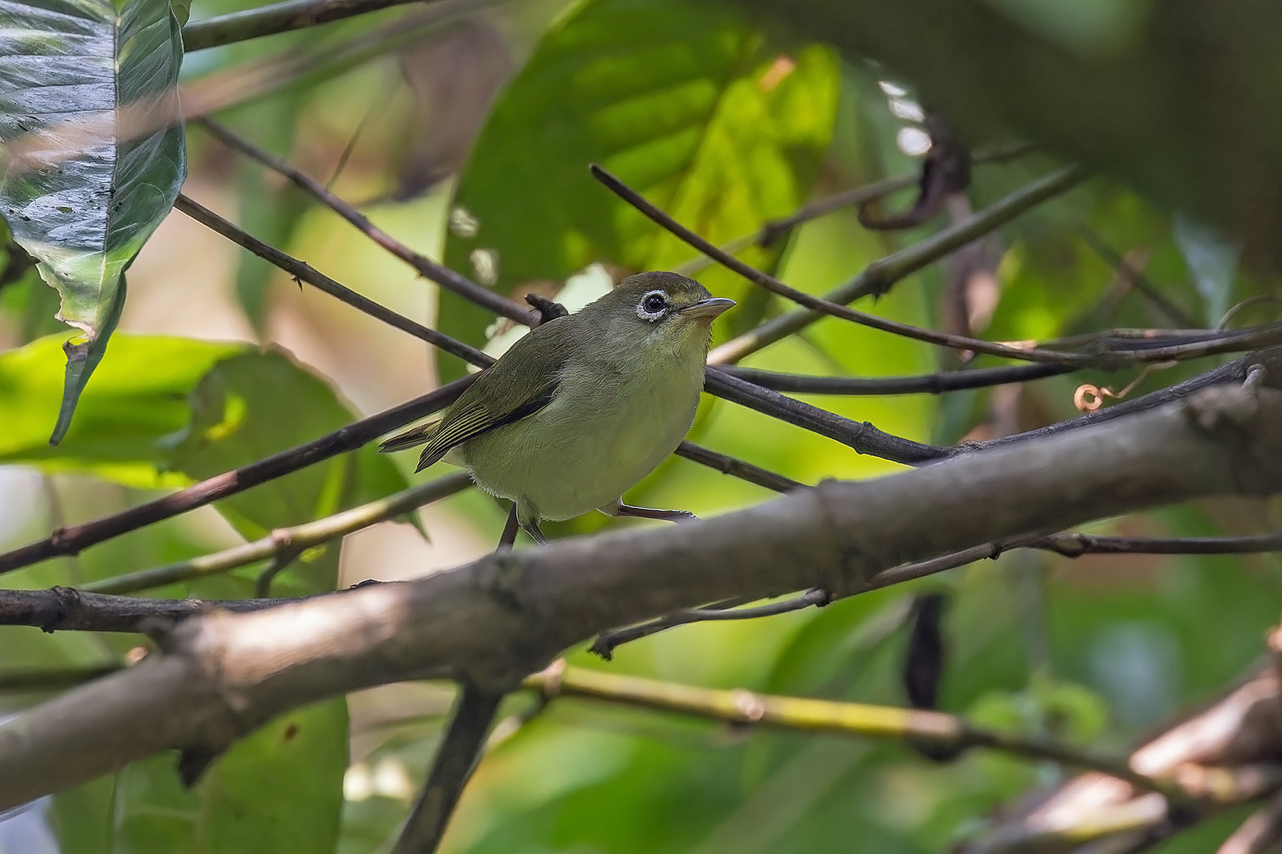 Principe White-eye (image by Pete Morris)