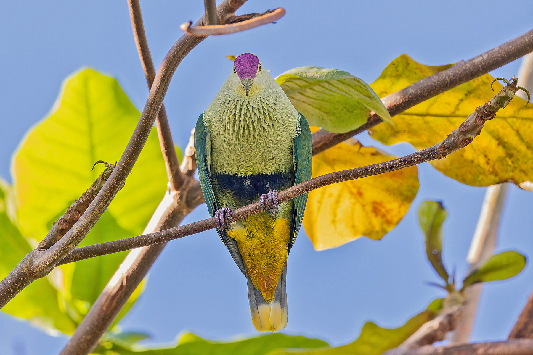 Purple-capped Fruit Dove (image by Pete Morris)