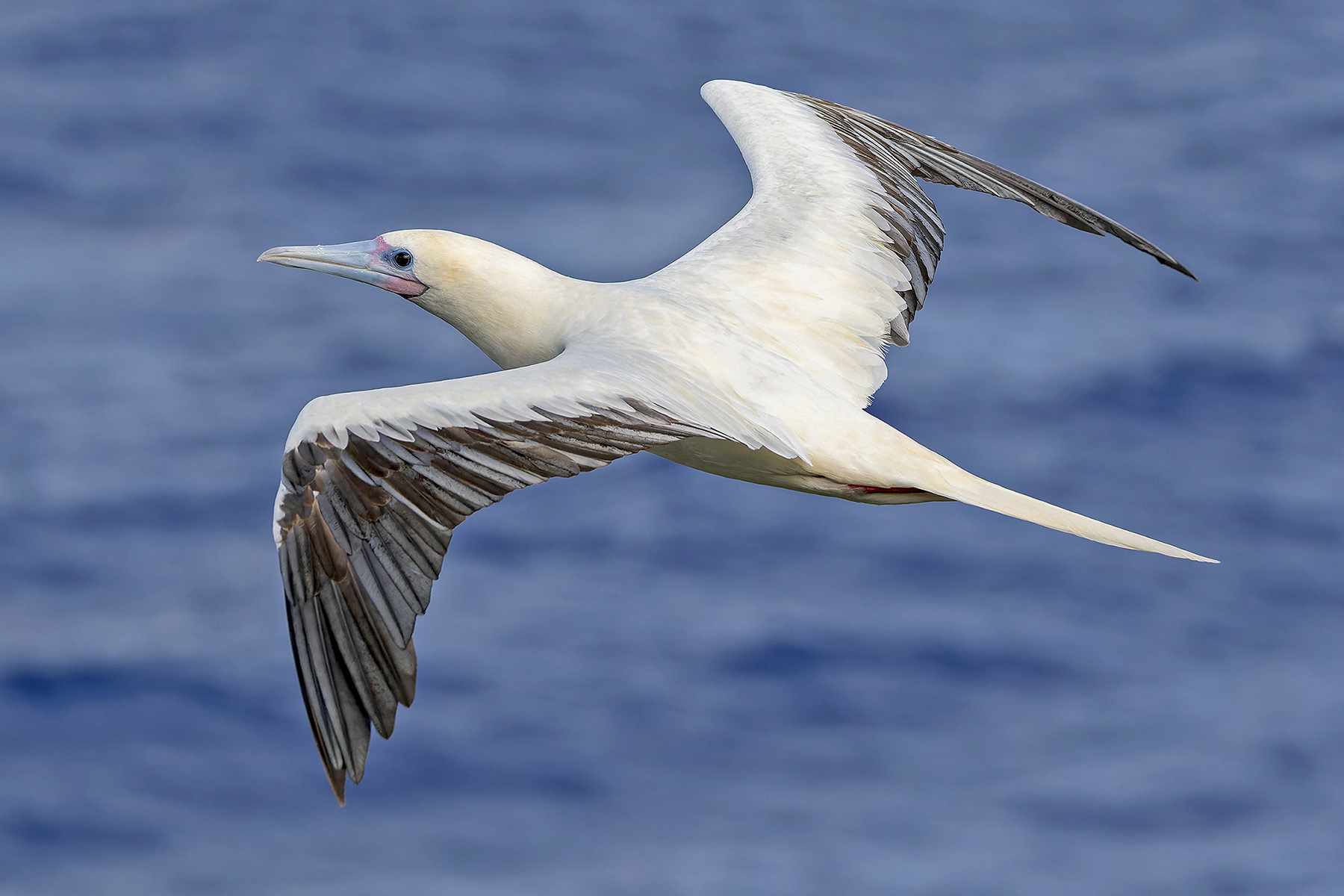 Red-footed Booby (image by Pete Morris)