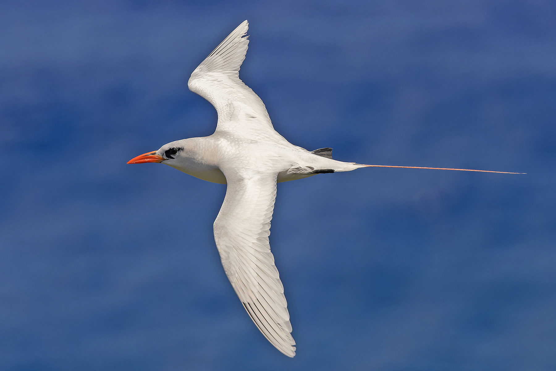 Red-tailed Tropicbird (image by Pete Morris)