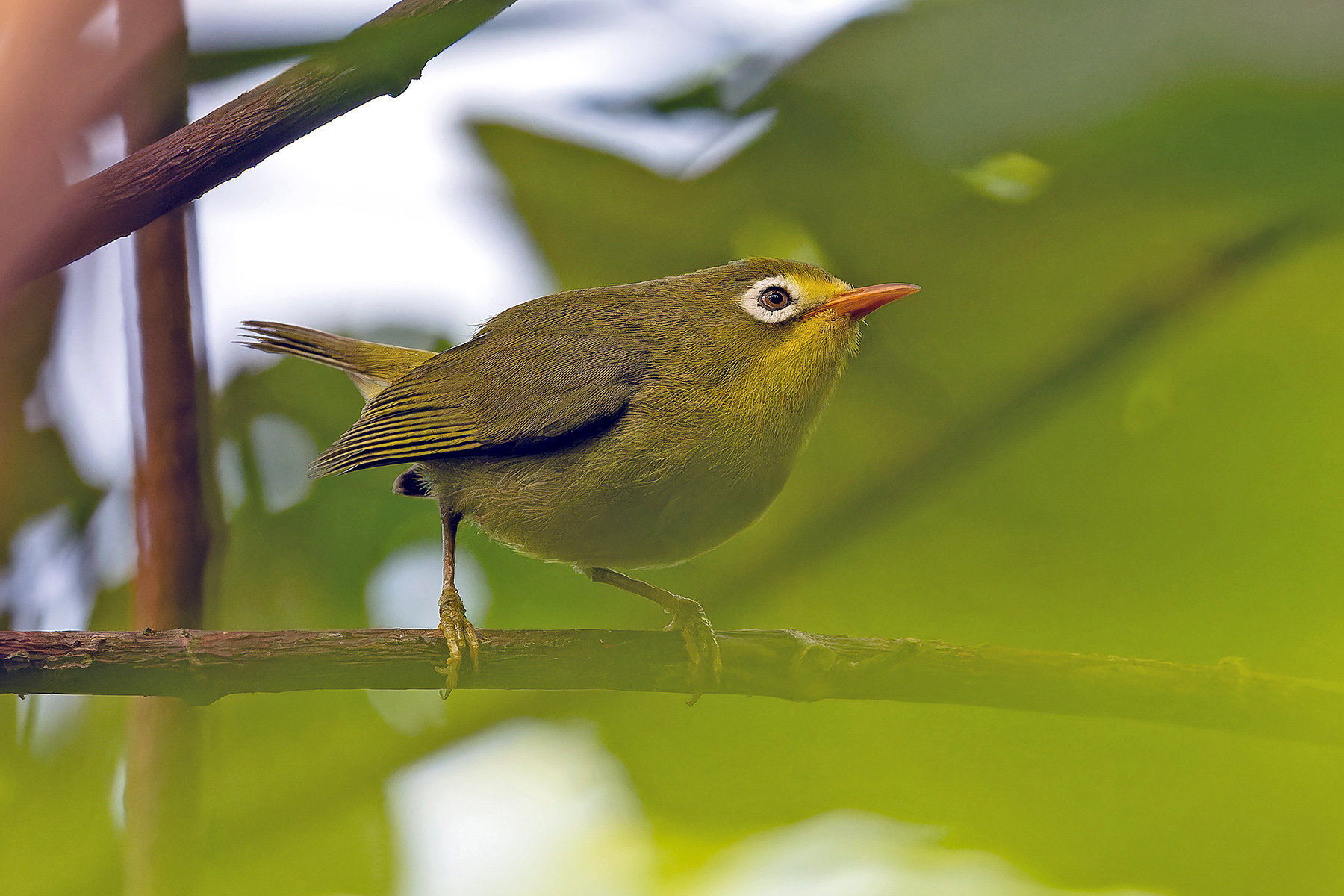Rota White-eye (image by Pete Morris)