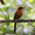 Rufous Motmot (image by Petter Zahl Marki)