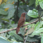 Rufous-brown Solitaire (image by Petter Zahl Marki)