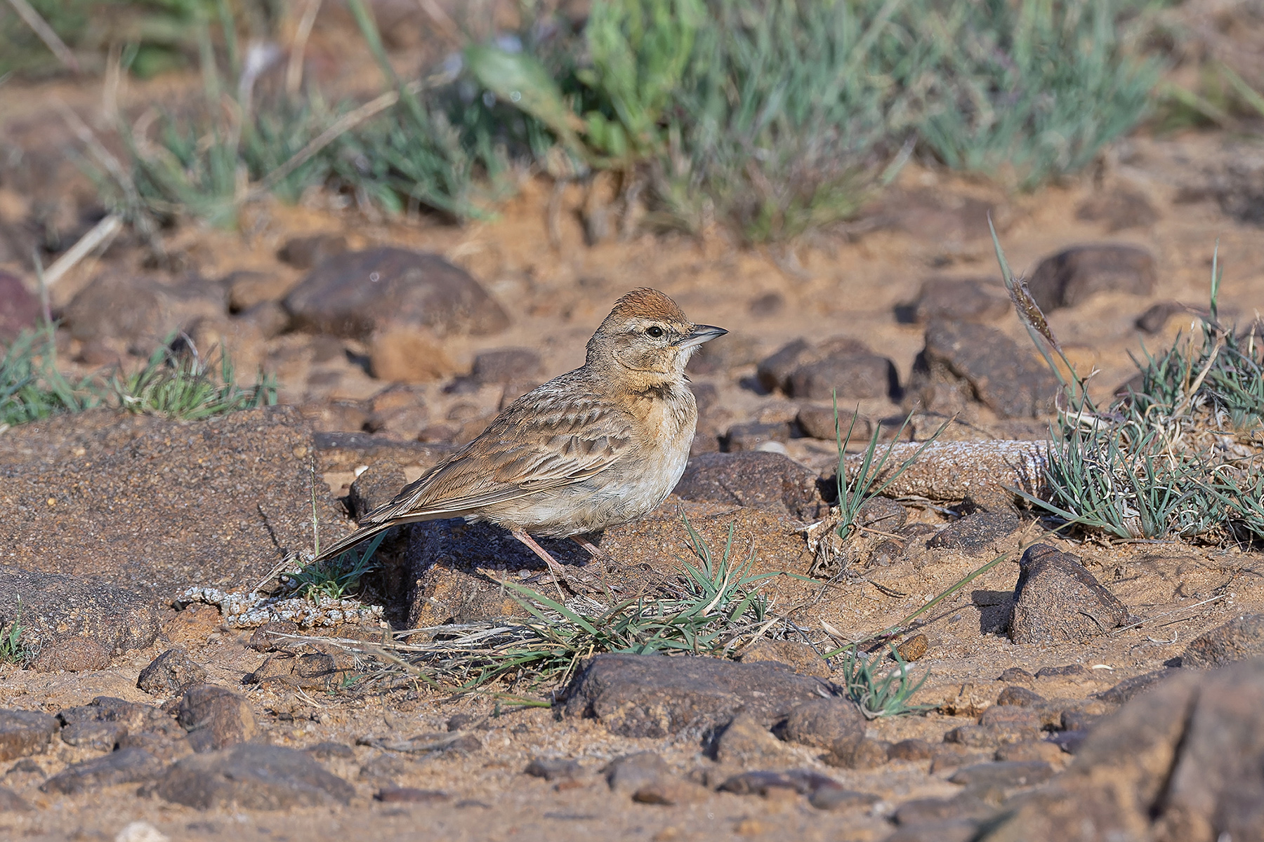Rufous-capped Lark (image by Pete Morris)