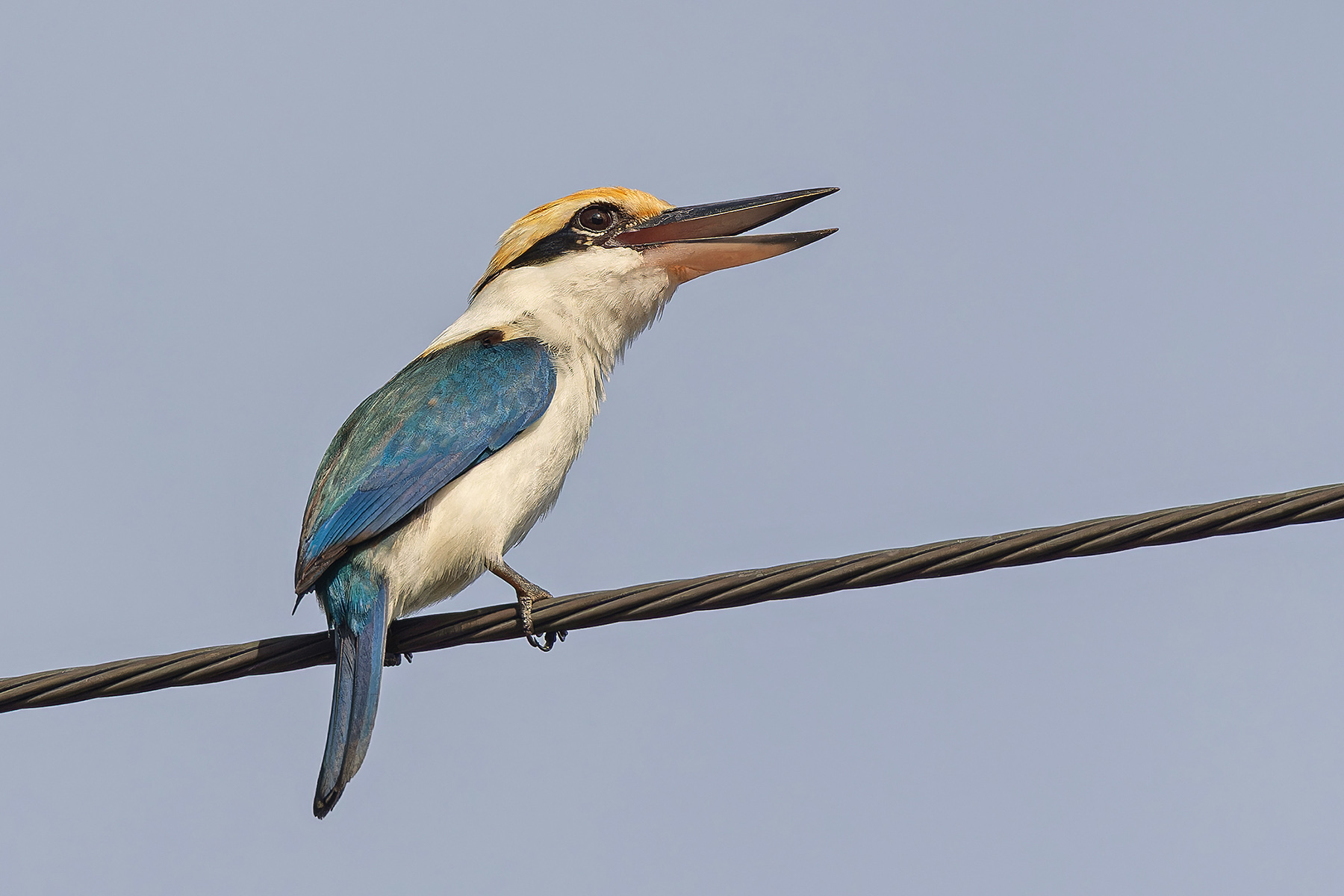 Rusty-capped Kingfisher (image by Pete Morris)