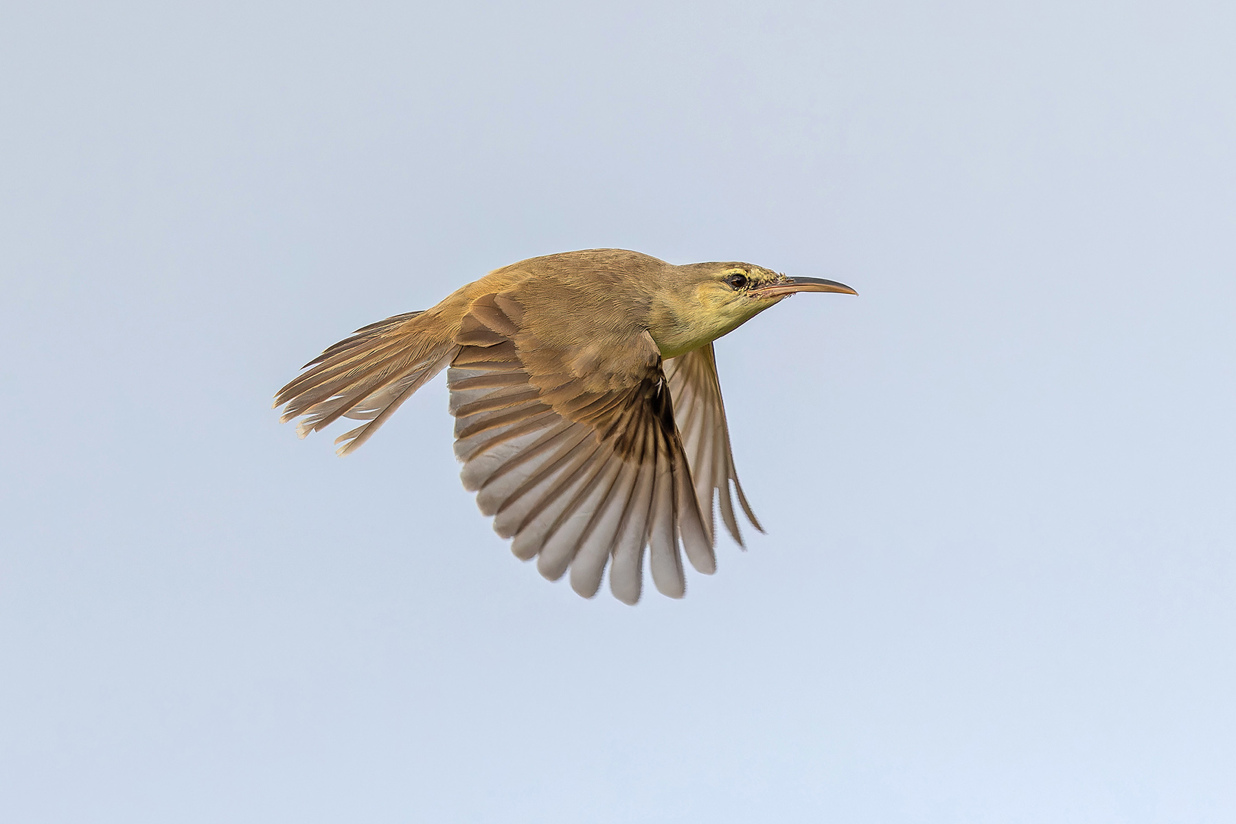Saipan Reed Warbler (image by Pete Morris)