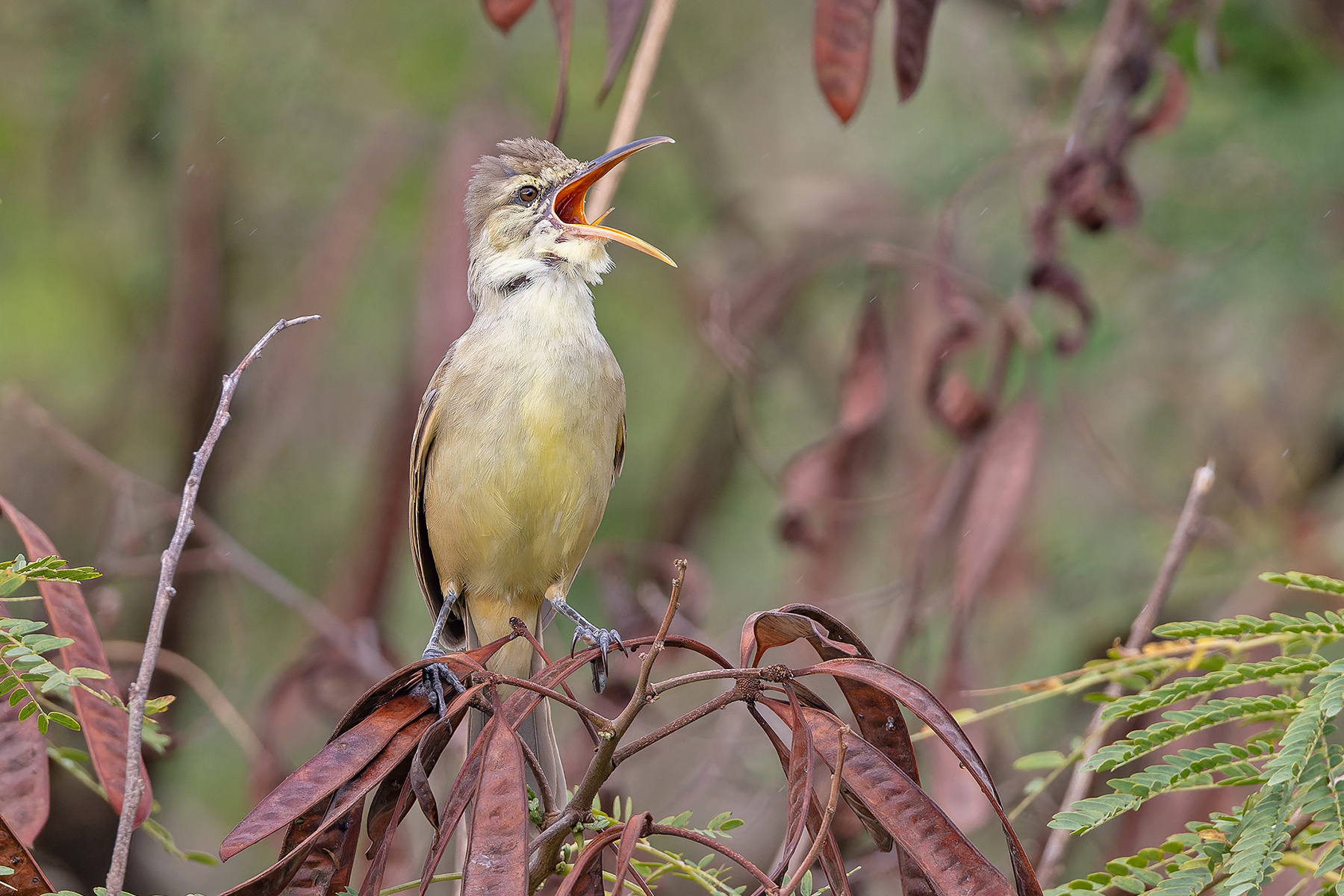 Saipan Reed Warbler (image by Pete Morris)