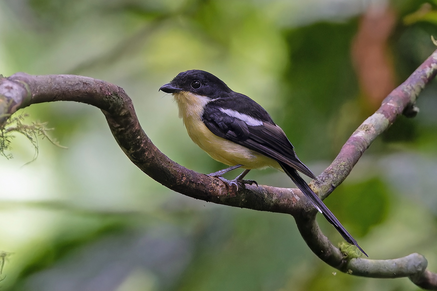 Sao Tome Fiscal (image by Pete Morris)