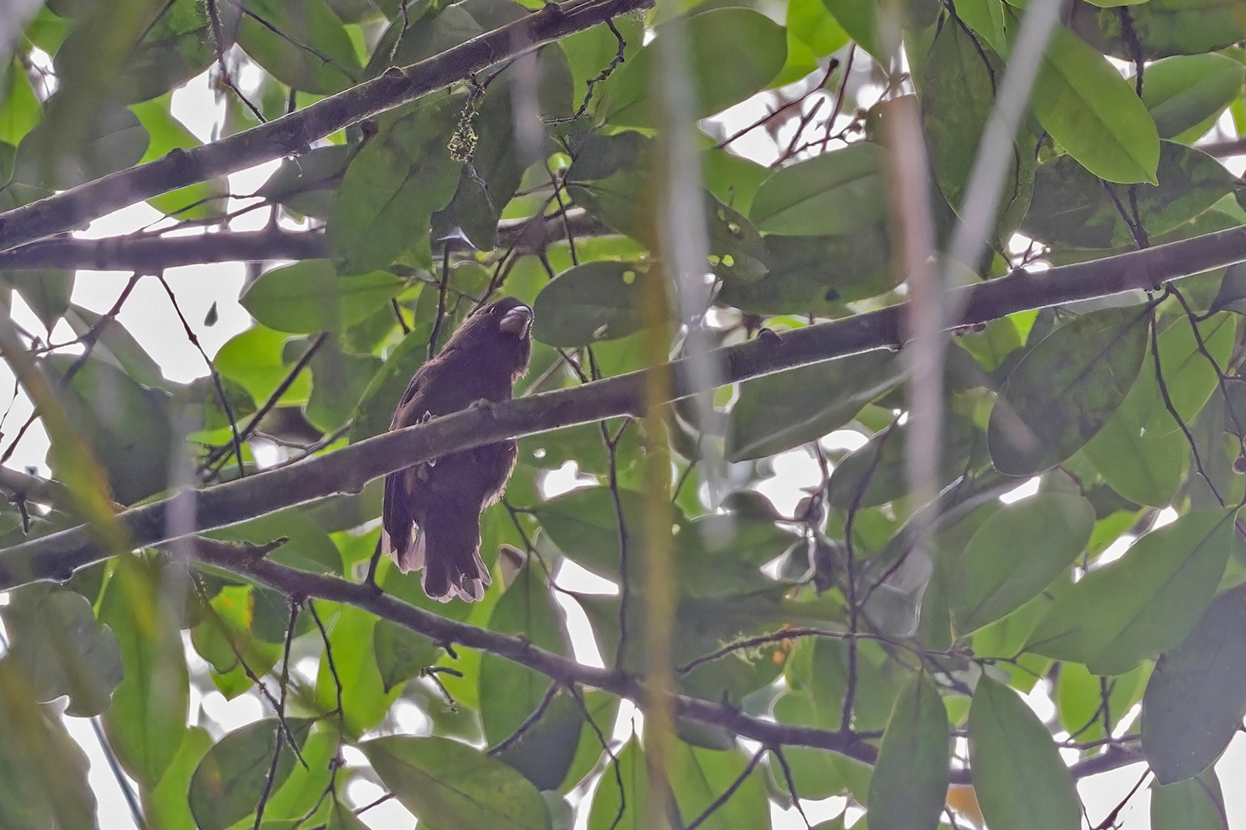 Sao Tome Grosbeak (image by Pete Morris)