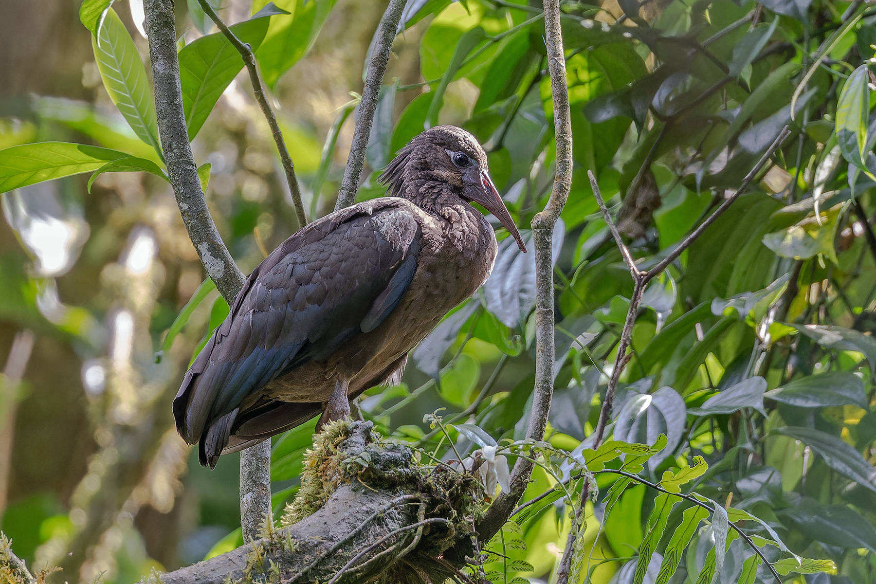 Sao Tome Ibis (image by Pete Morris)