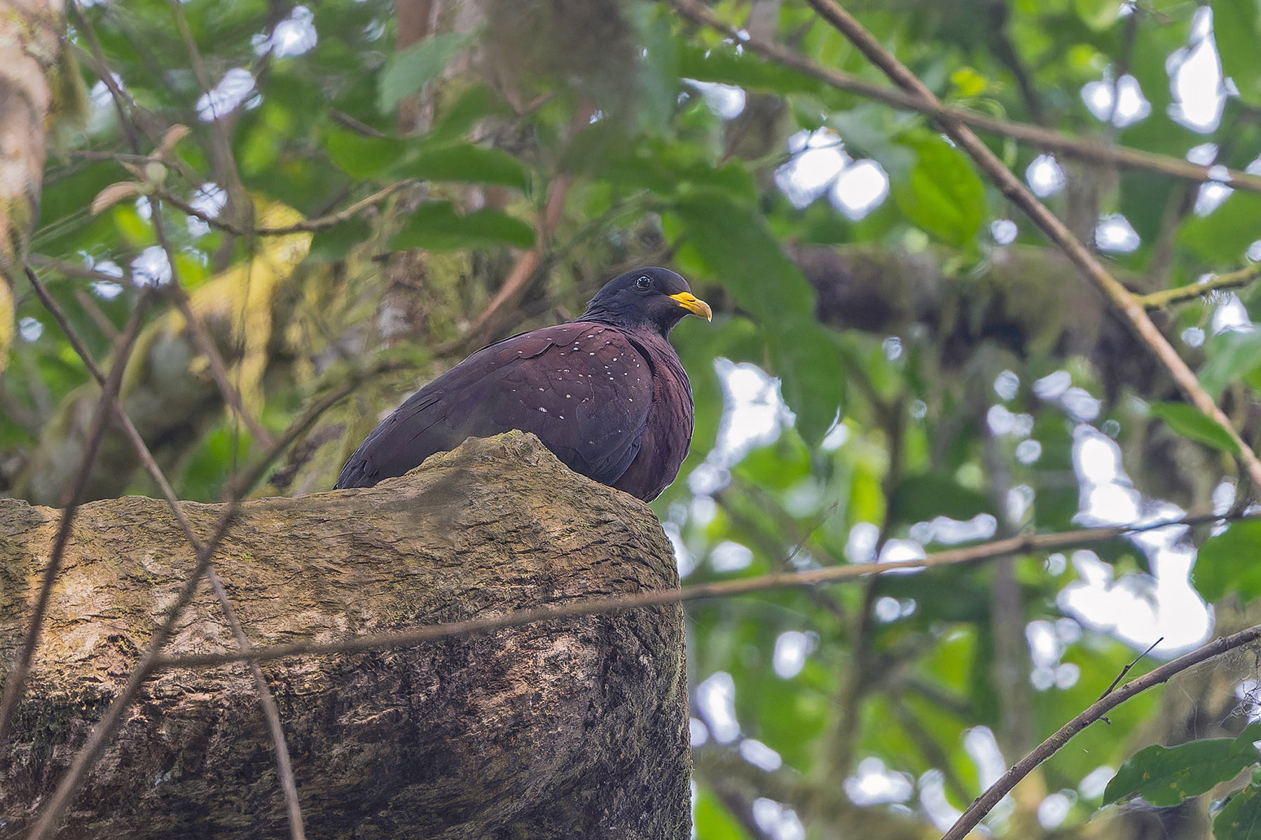 Sao Tome Olive Pigeon or Maroon Pigeon (image by Pete Morris)