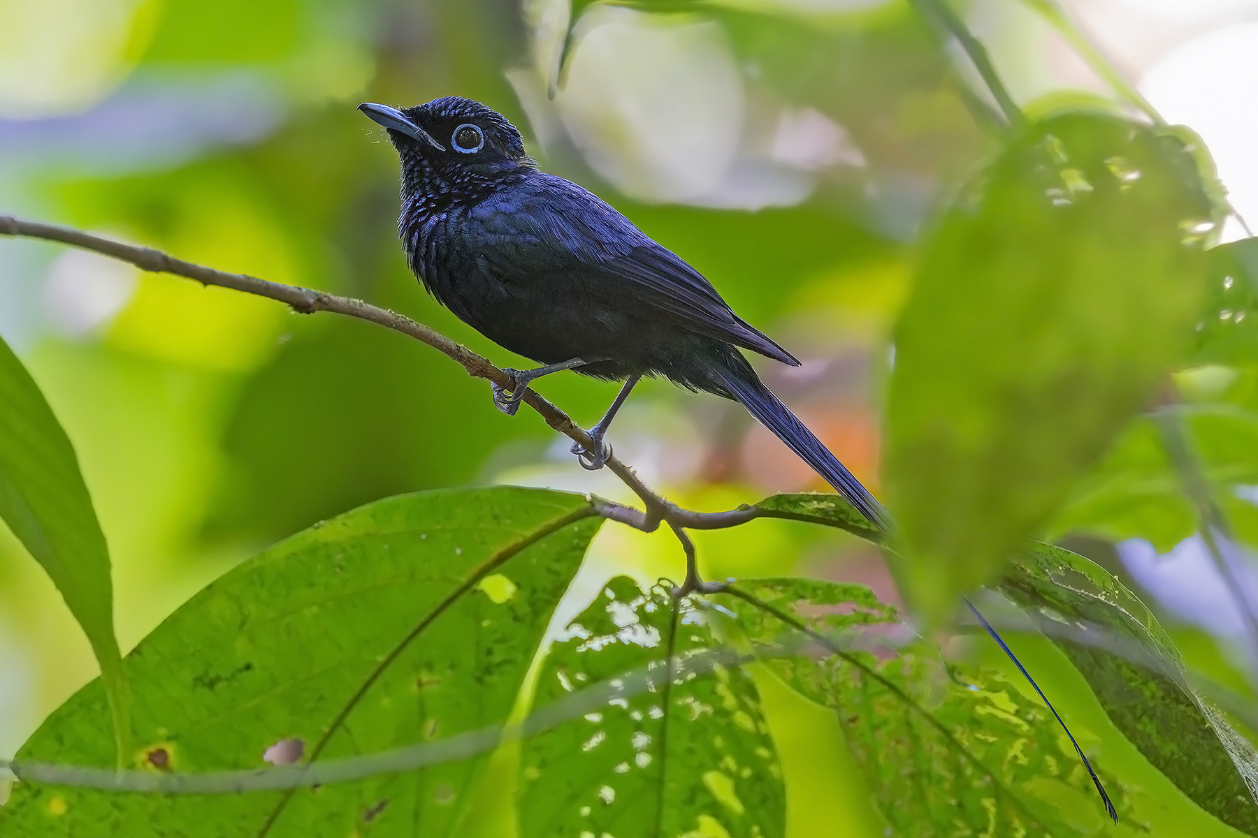 Sao Tome Paradise Flycatcher (image by Pete Morris)