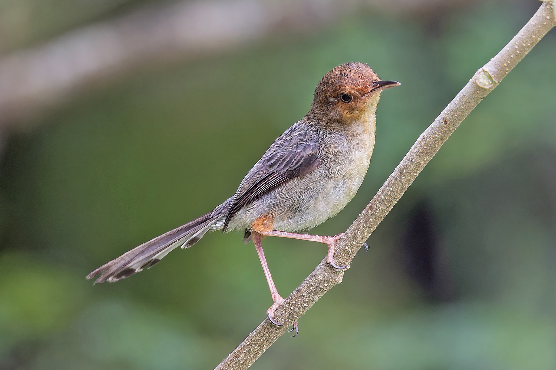 Sao Tome Prinia (image by Pete Morris)