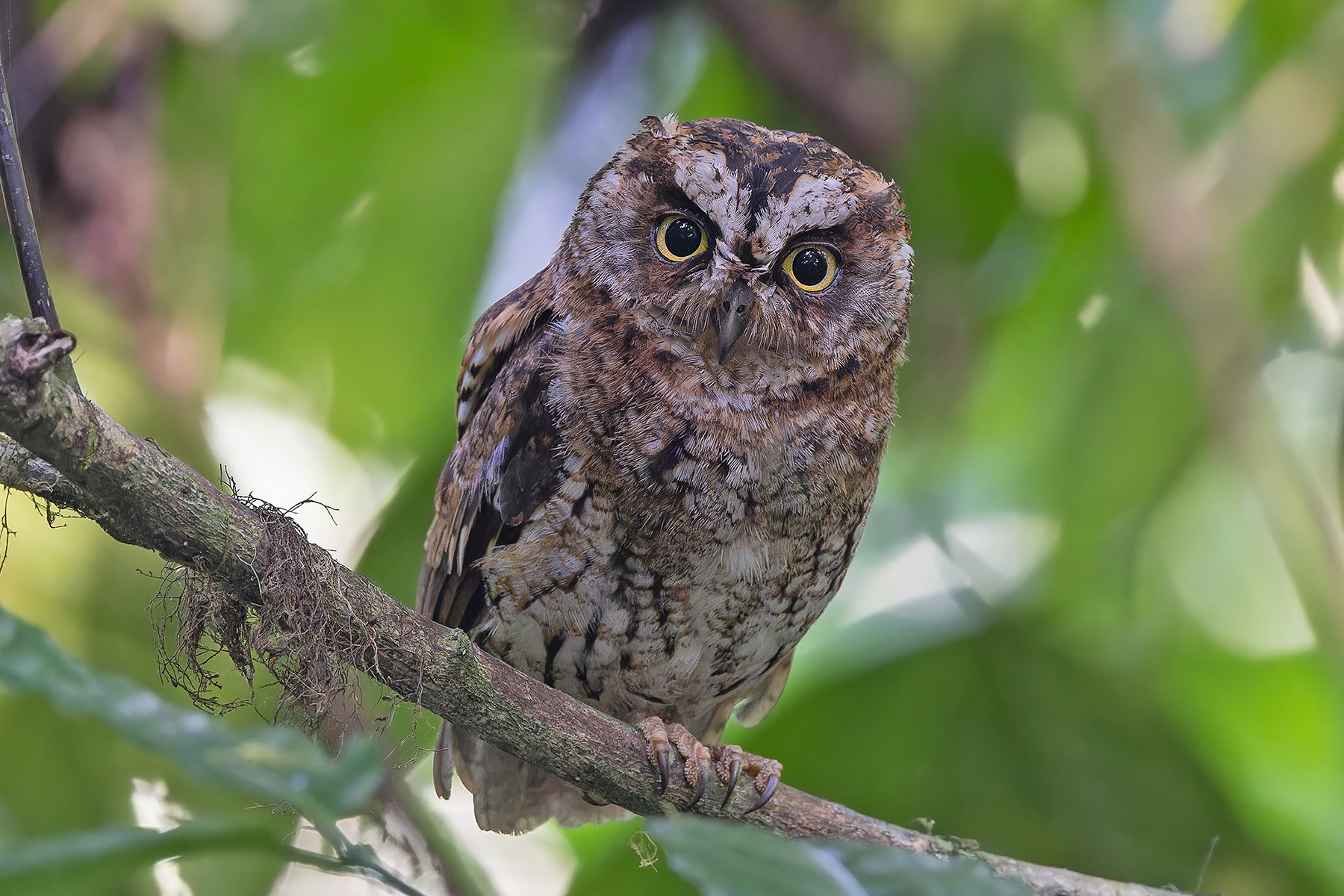 Sao Tome Scops Owl (image by Pete Morris)