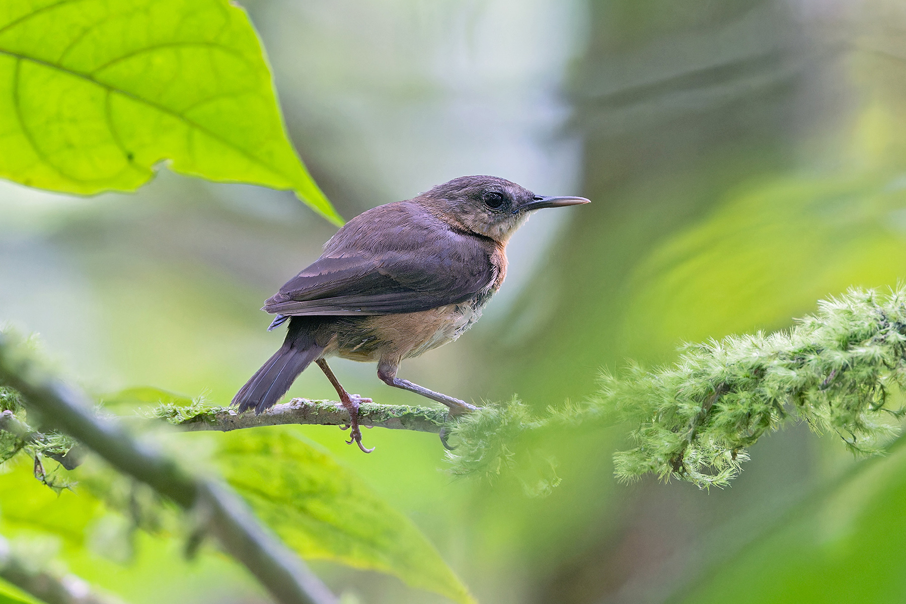 Sao Tome Shorttail (image by Pete Morris)