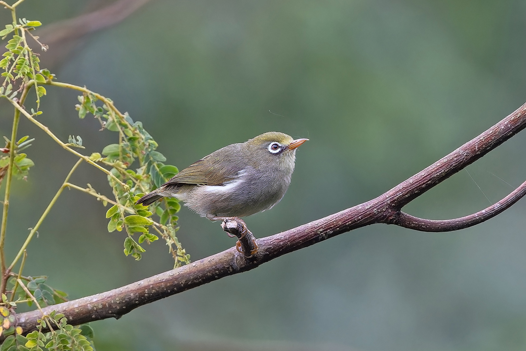 Sao Tome White-eye (image by Pete Morris)