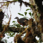Sickle-winged Guan (image by Petter Zahl Marki)