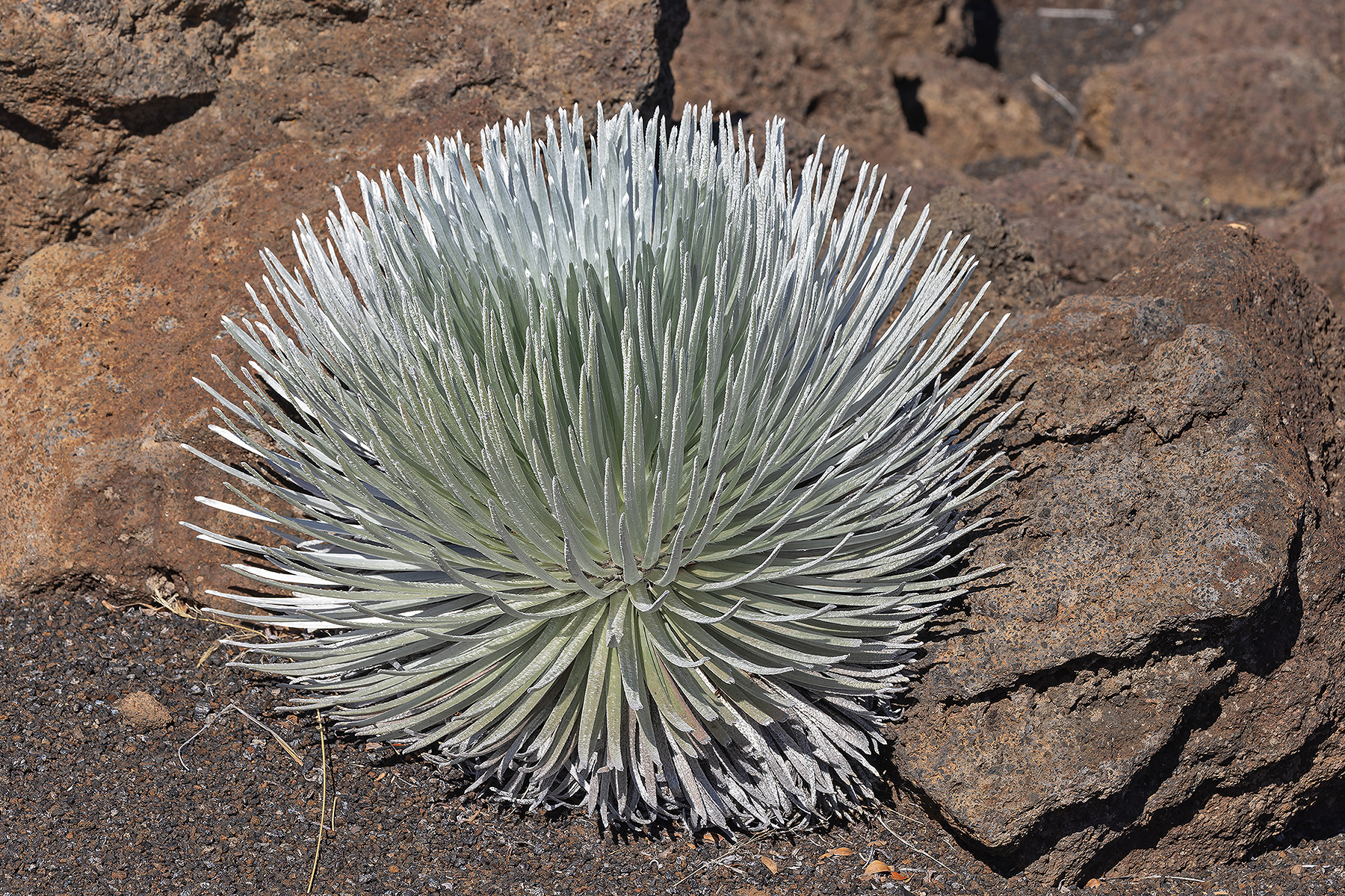 Haleakala Silversword (image by Pete Morris)