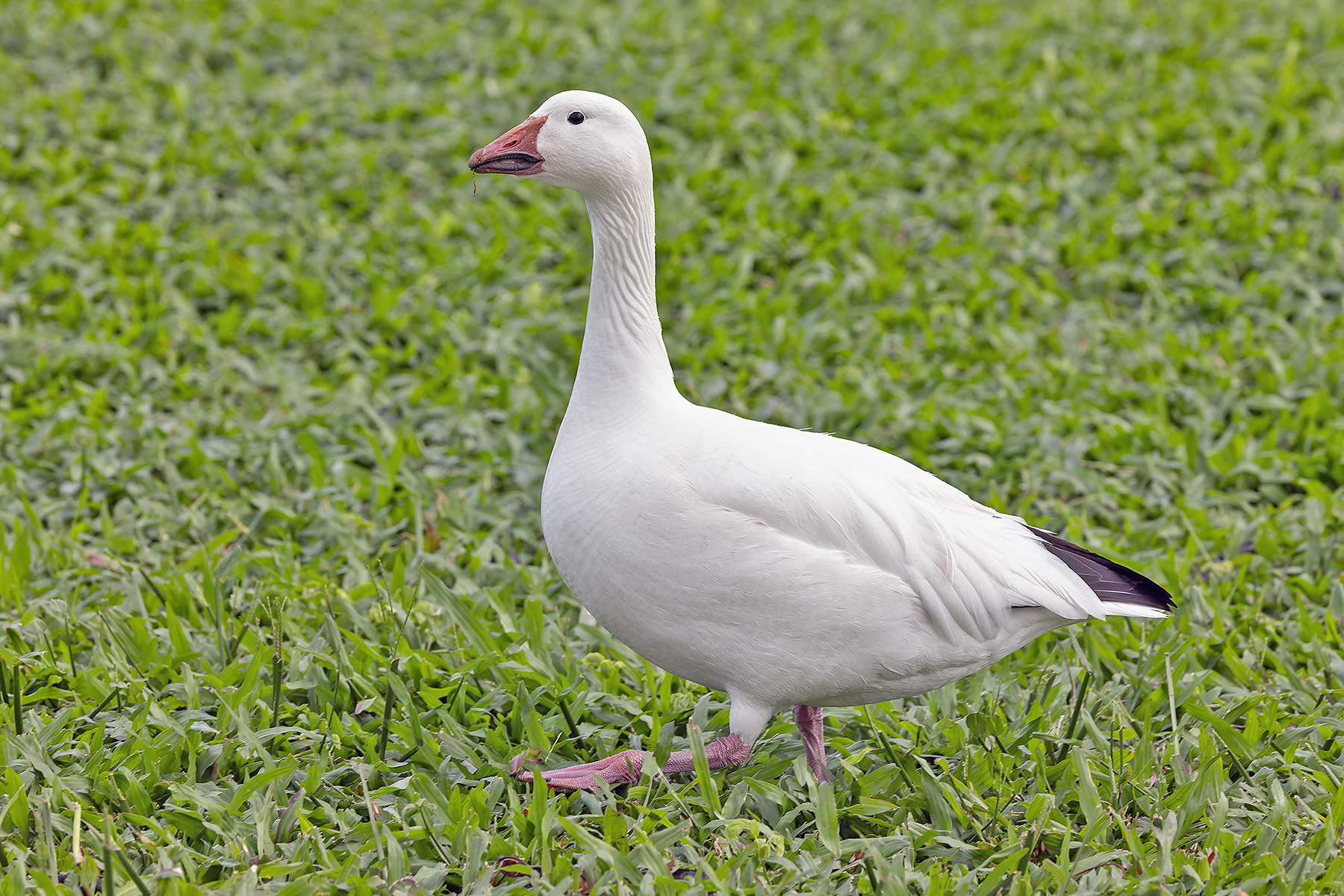 Snow Goose (image by Pete Morris)