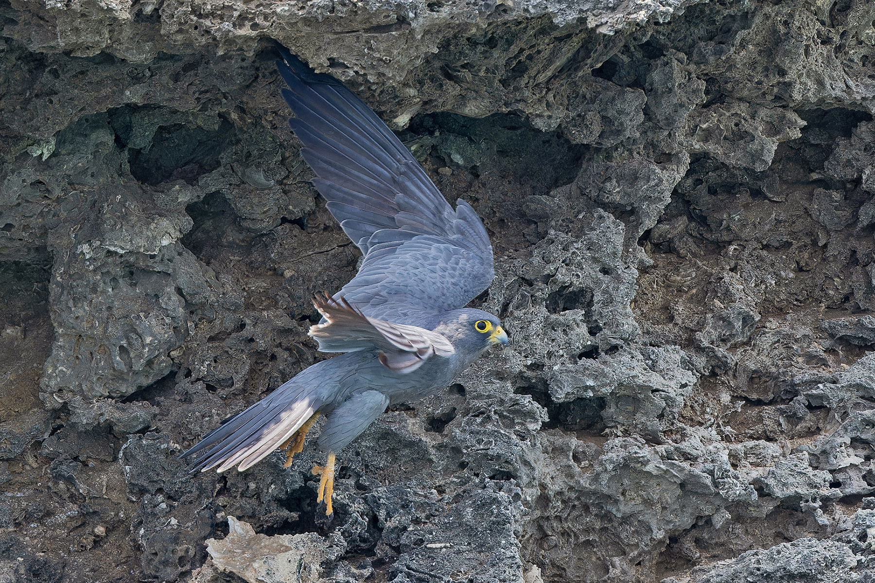 Sooty Falcon (image by Pete Morris)