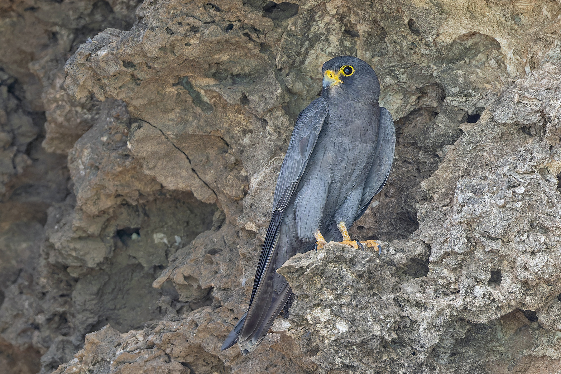 Sooty Falcon (image by Pete Morris)