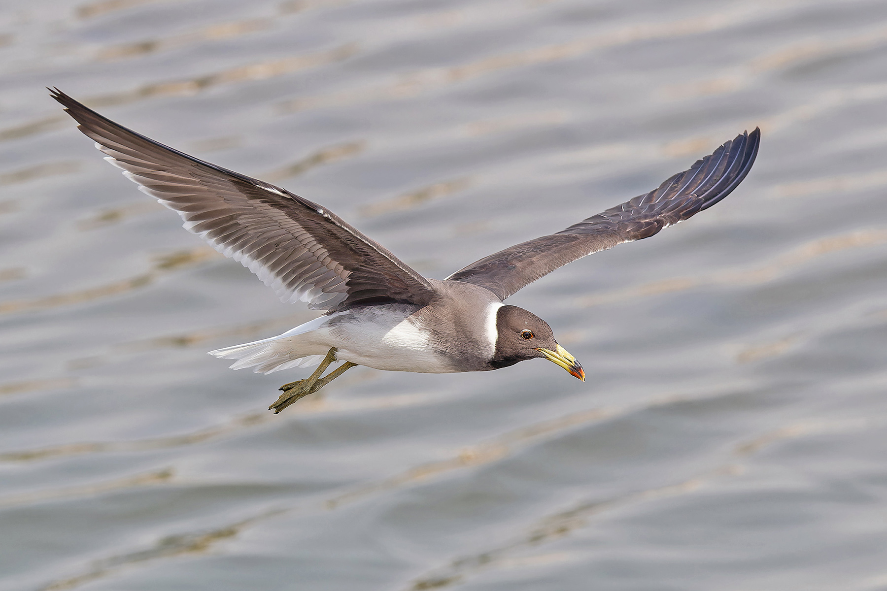Sooty Gull (image by Pete Morris)