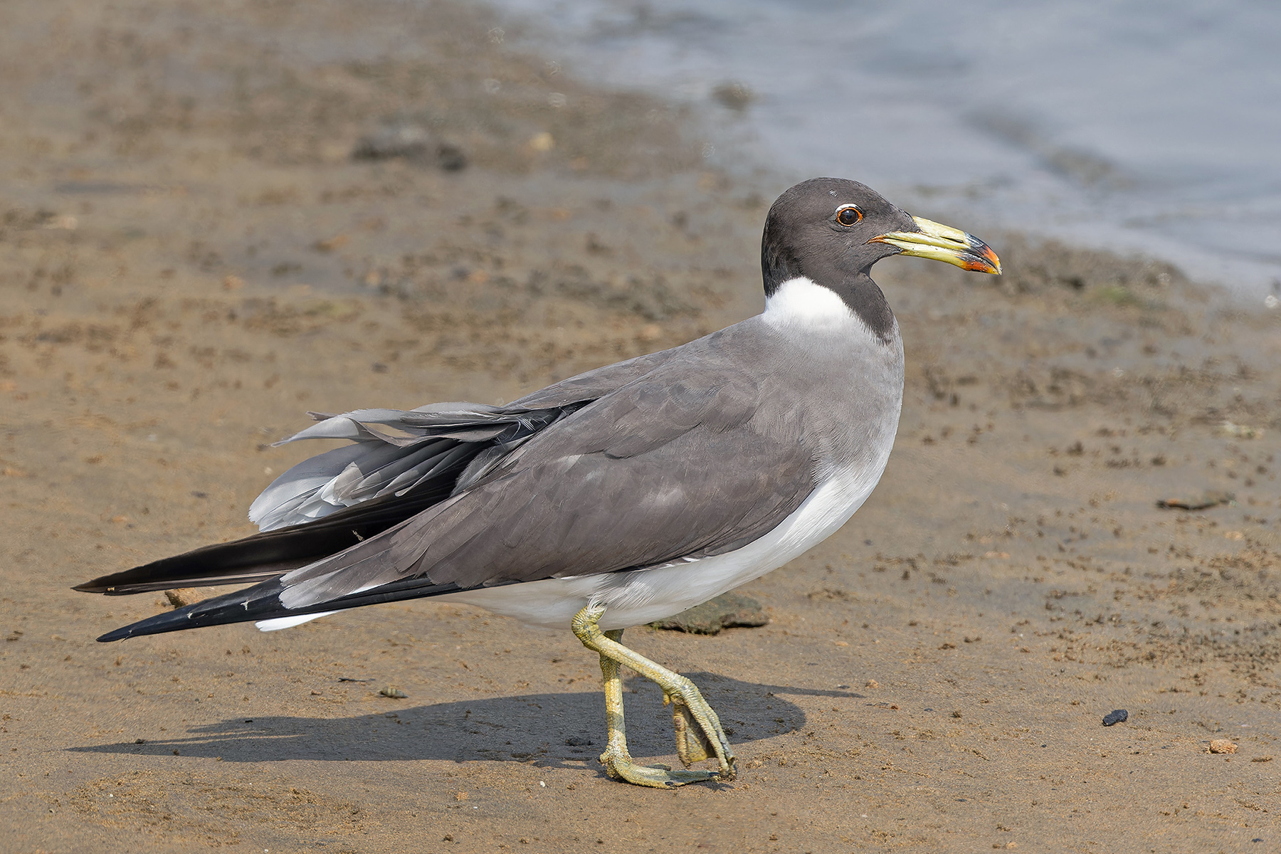 Sooty Gull (image by Pete Morris)