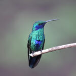Sparkling Violetear (image by Petter Zahl Marki)
