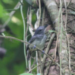 Spot-crowned Antvireo (image by Petter Zahl Marki)