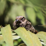 Swallow-tailed Nightjar (image by Petter Zahl Marki)