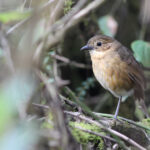 Tawny Antpitta (image by Petter Zahl Marki)