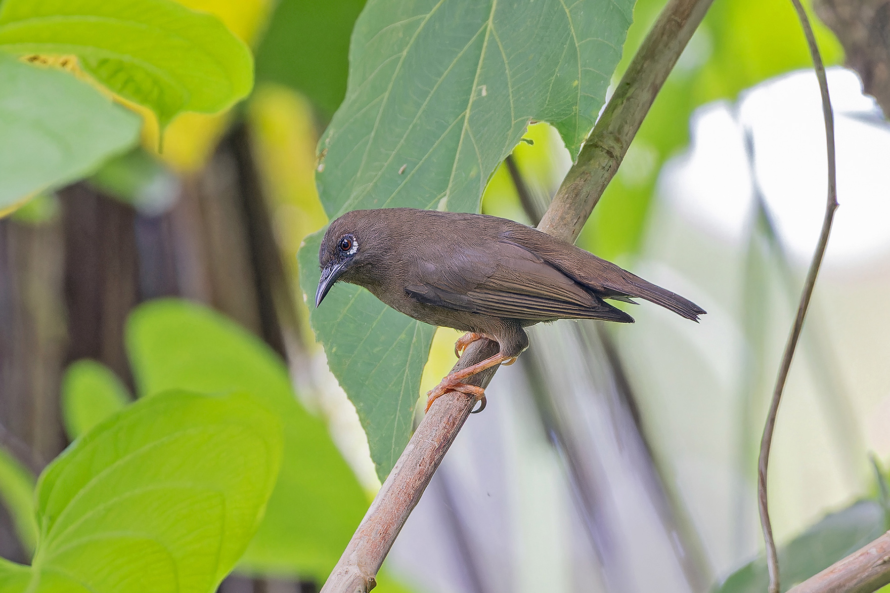 Teardrop White-eye (image by Pete Morris)