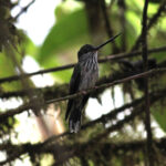 Tooth-billed Hummingbird (image by Petter Zahl Marki)