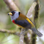 Toucan Barbet (image by Petter Zahl Marki)
