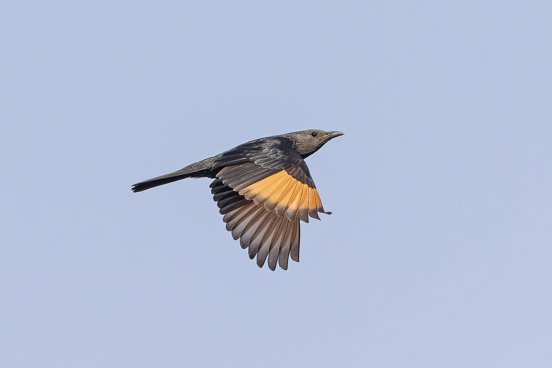 Tristram's Starling (image by Pete Morris)