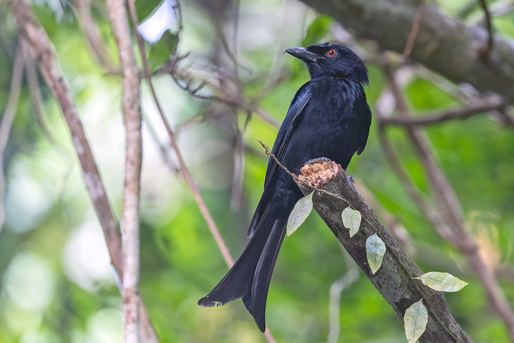 Velvet-mantled (Principe) Drongo (image by Pete Morris)