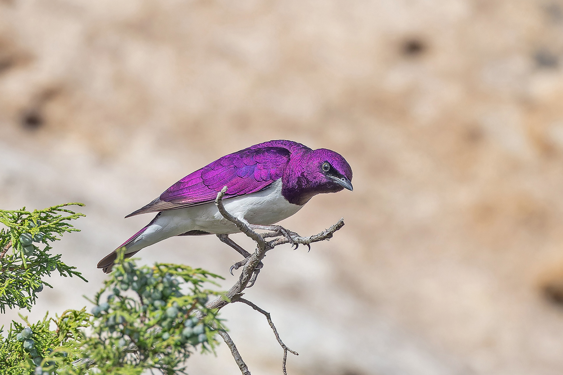 Violet-backed Starling (image by Pete Morris)