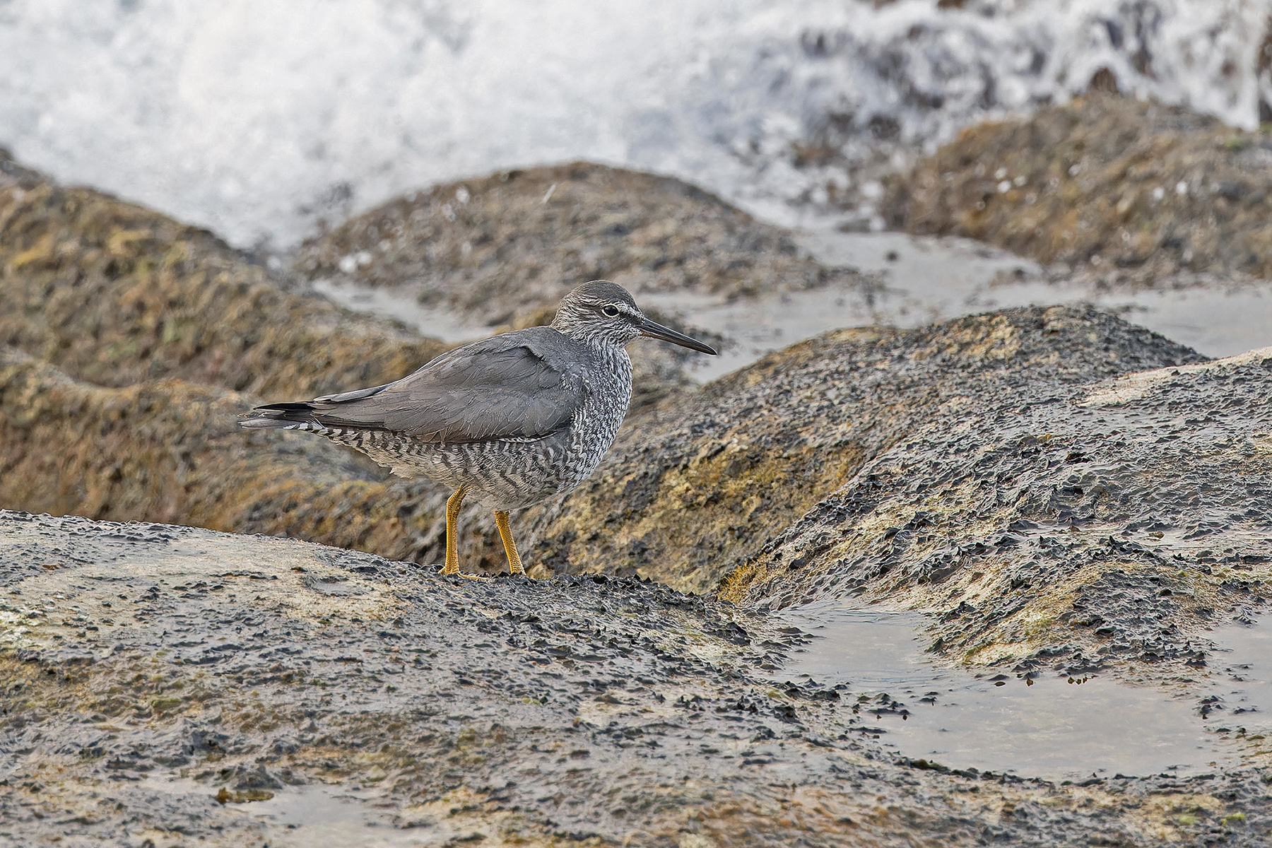 Wandering Tattler (image by Pete Morris)